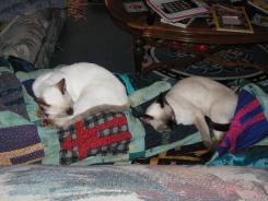 more kittens